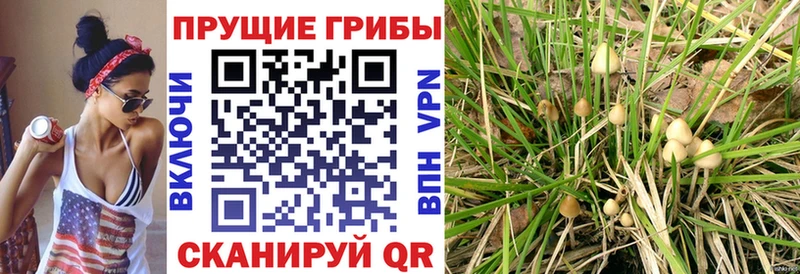 Галлюциногенные грибы Cubensis  Талица 
